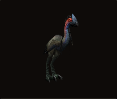 Adult Plainstrider's look